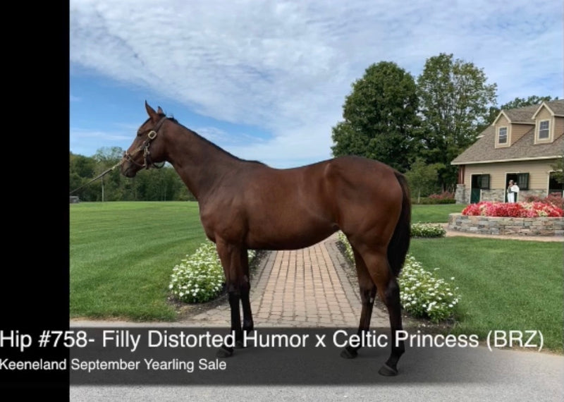 Keeneland September Yearling Sale | Hip 758 | Filly | Distorted Humor x Celtic Princess (BRZ) | Consigned by Summerfield Sales