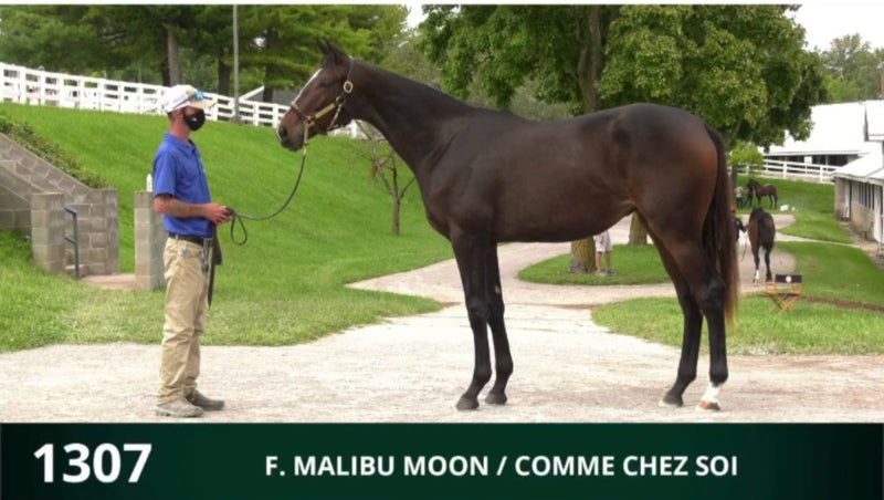 Keeneland September Yearling Sale | Hip 1307 | Filly | Malibu Moon x Comme Chez Soi | Consigned by Summerfield Sales