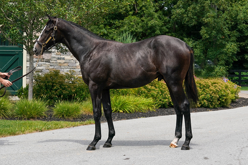 Fasig-Tipton NY Bred Yearlings | Hip 415 | Colt | Bernardini x Floripa | Consigned by Summerfield Sales