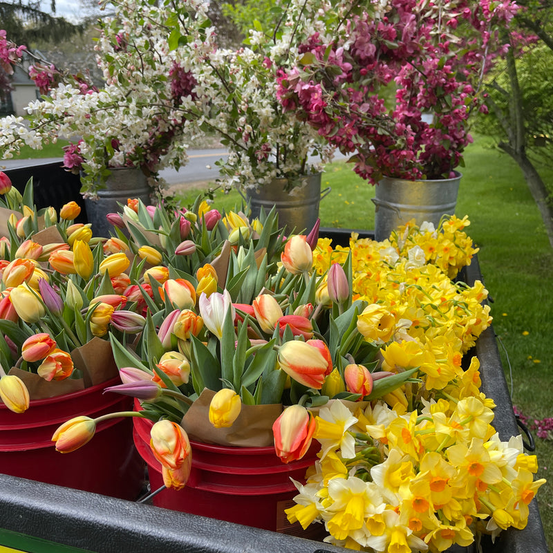 OTFF: Spring Flower Subscription