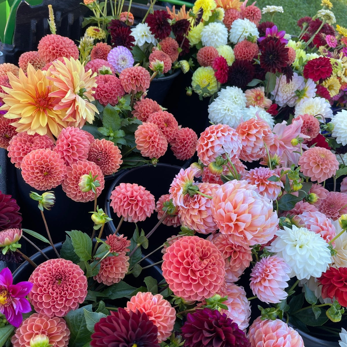 OTFF: Summer Flower Subscription