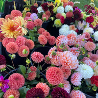 OTFF: Summer Flower Subscription