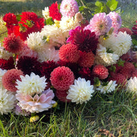 OTFF: Summer Flower Subscription