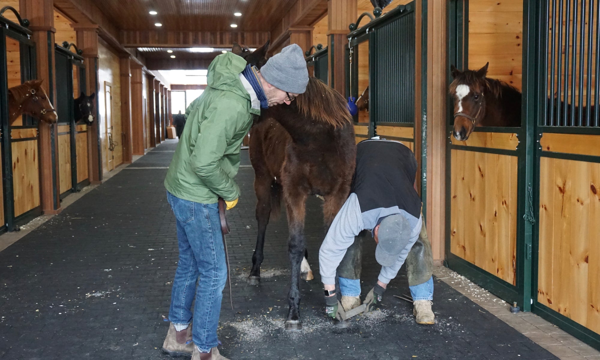 Watch behind the scenes Farrier work with Comme Chez Soi '19 from NMRHOF Foal Patrol Season 2