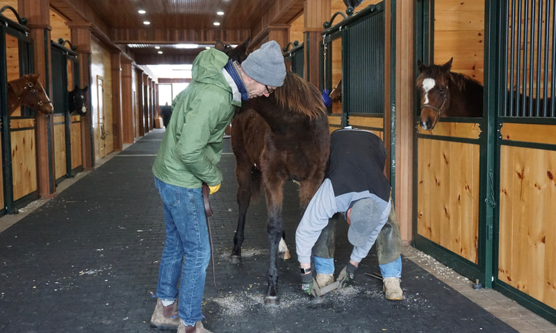 Watch behind the scenes Farrier work with Comme Chez Soi '19 from NMRHOF Foal Patrol Season 2