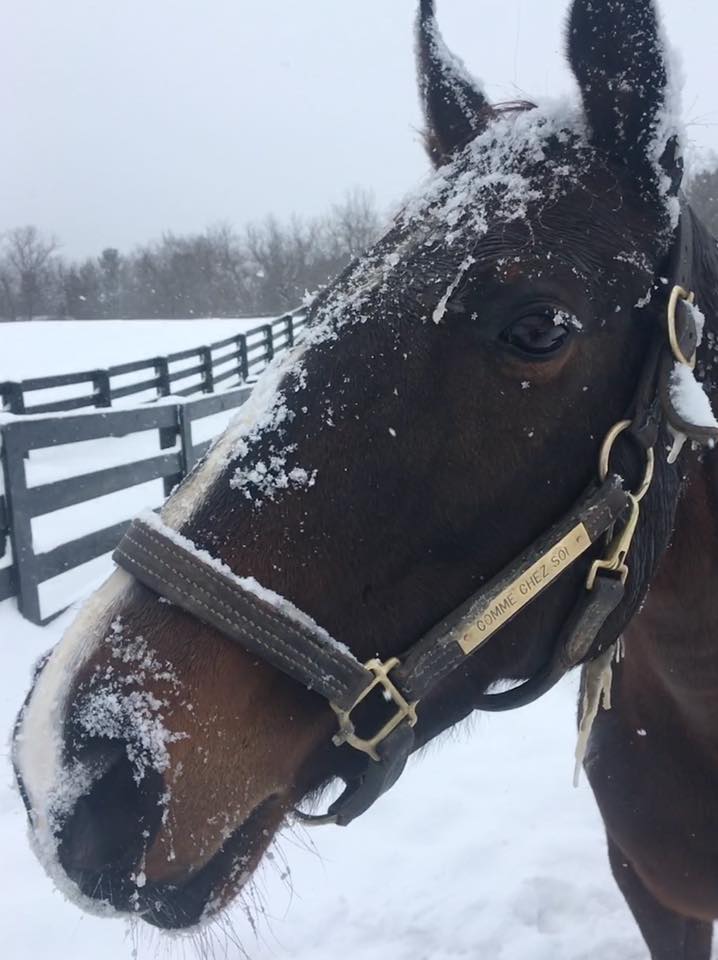 Comme Chez Soi on a snowy day enjoying a much deserved dry off in her stall.