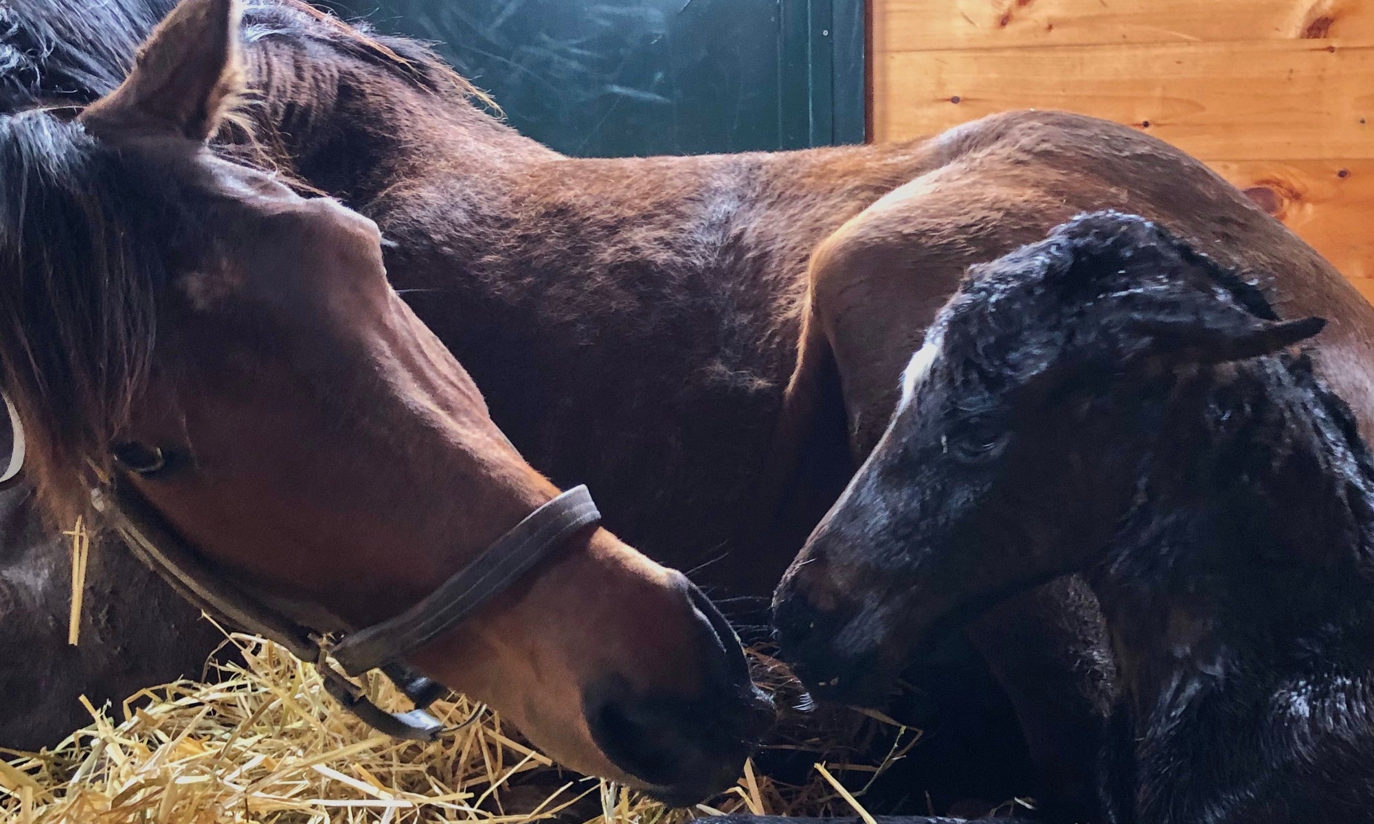 To The Moon Alice had a colt by Ghostzapper this afternoon and we caught it all on tape.