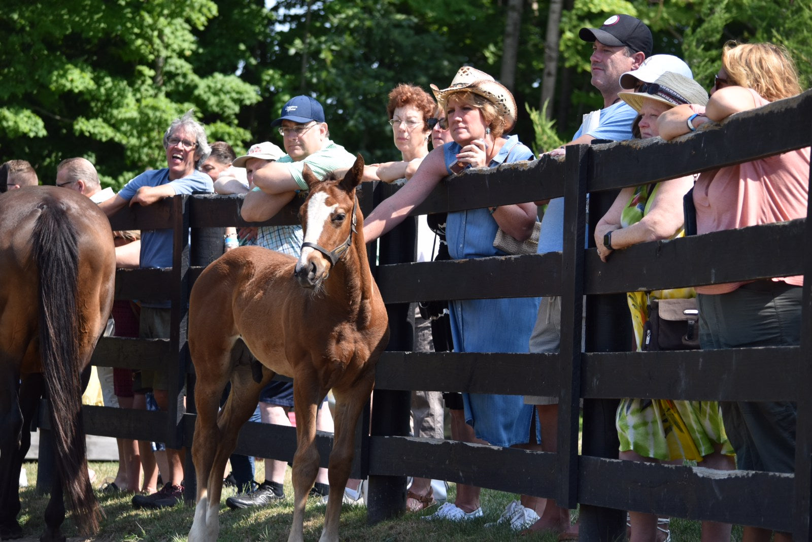 NYS Thoroughbred Breeding & Development Fund Video