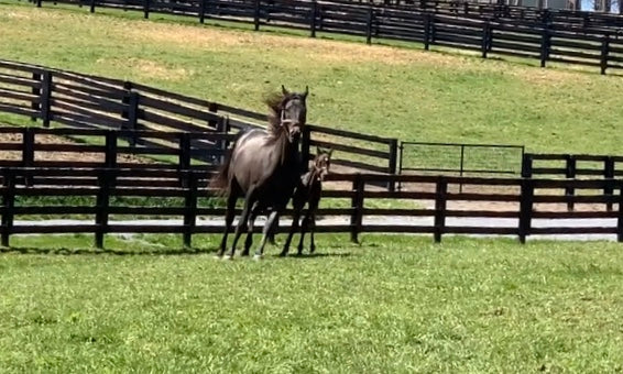 Alpine Sky '20 returns to the farm. Thank you to all the staff @roodandriddle for their wonderful care! Here’s an update with Dr. Rings of Rood and Riddle.