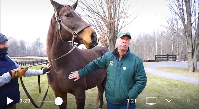 Meet Comme Chez Soi, our Foal Patrol season 2 mare