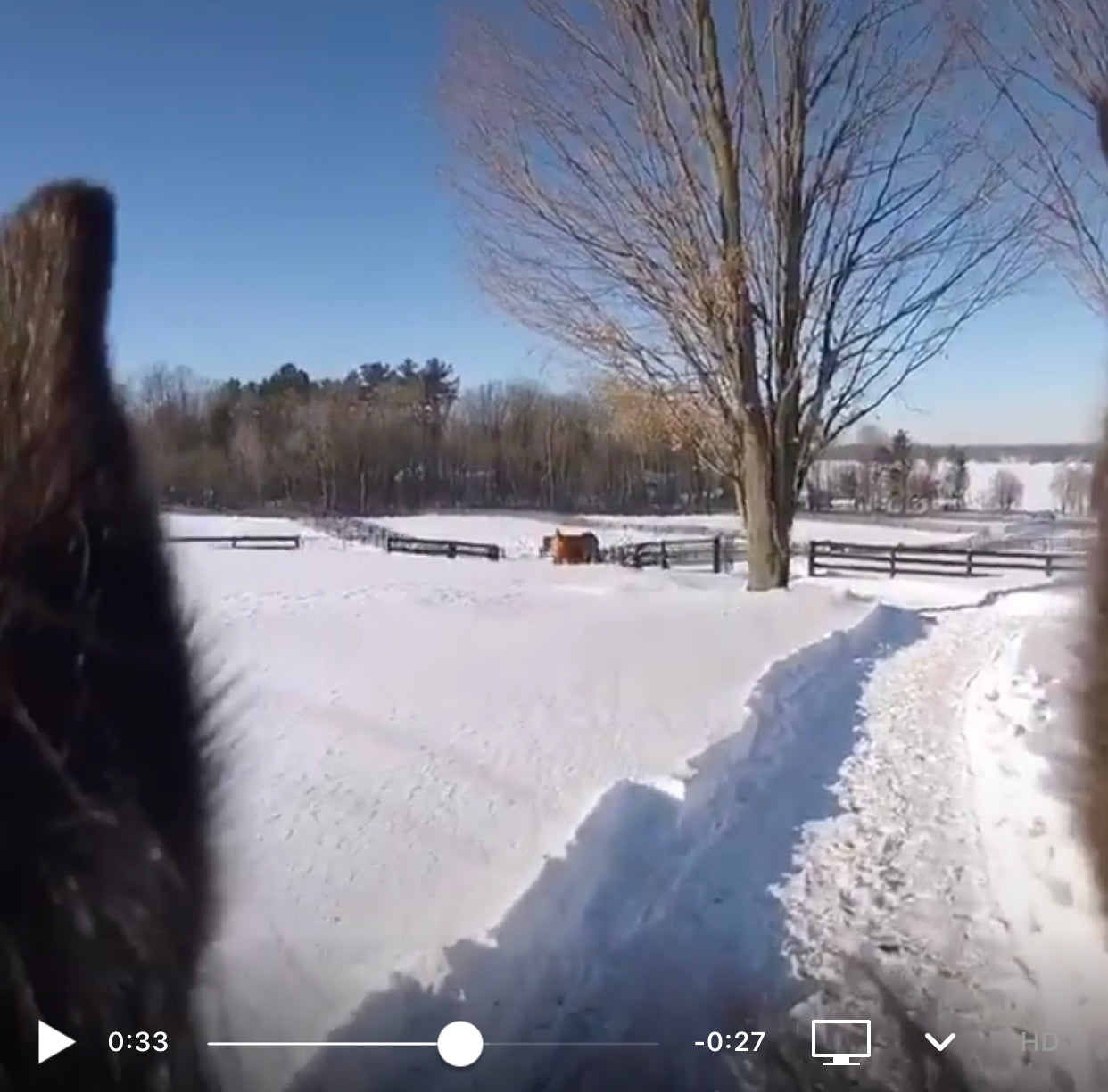 Ever wonder what it's like to be a mare on Old Tavern Farm?