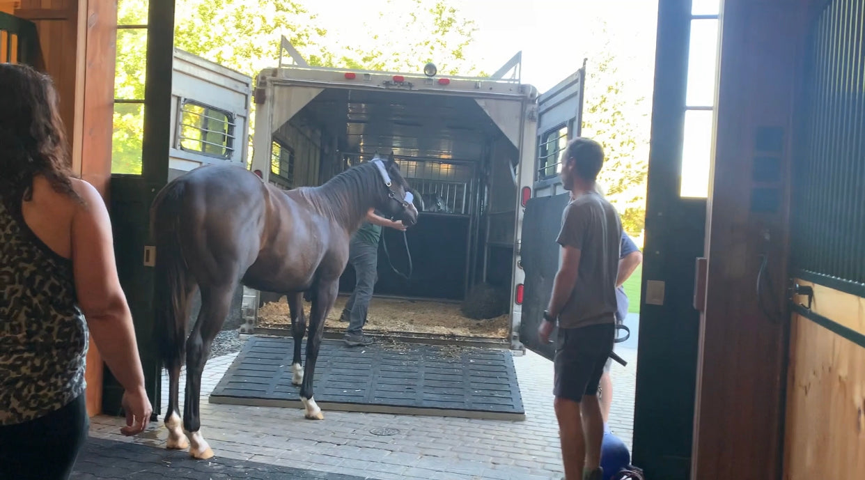 Docuseries: Road to the Yearling Sale, Episode 5