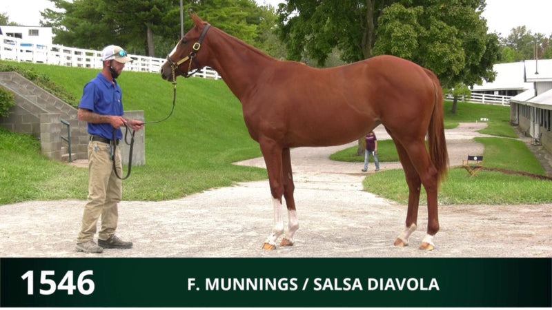 Keeneland September Yearling Sale | Hip 1546 | Filly | Munnings x Salsa Diavola | Consigned by Summerfield Sales