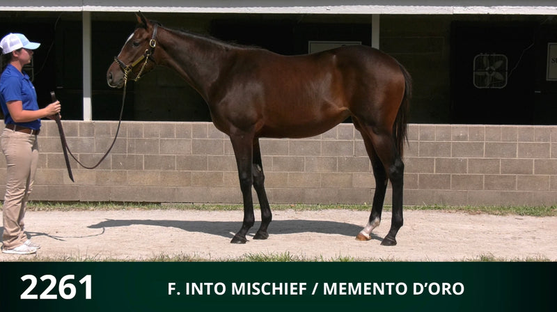 Keeneland September Yearling Sale | Hip 2261 | Filly | Into Mischief x Memento d'Oro | Consigned by Summerfield Sales