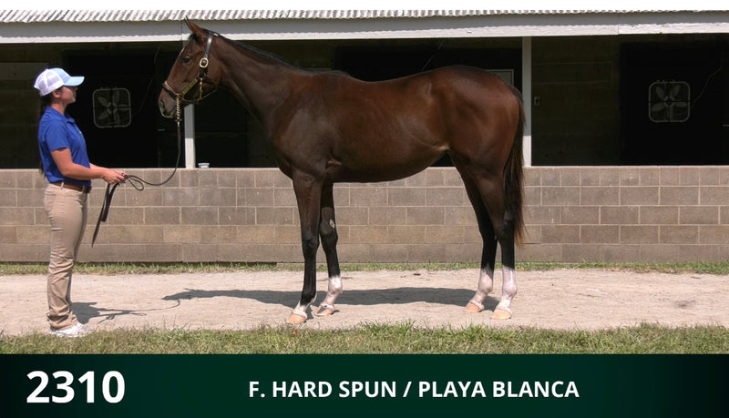 Keeneland September Yearling Sale | Hip 2310 | Filly | Hard Spun x Playa Blanca | Consigned by Summerfield Sales
