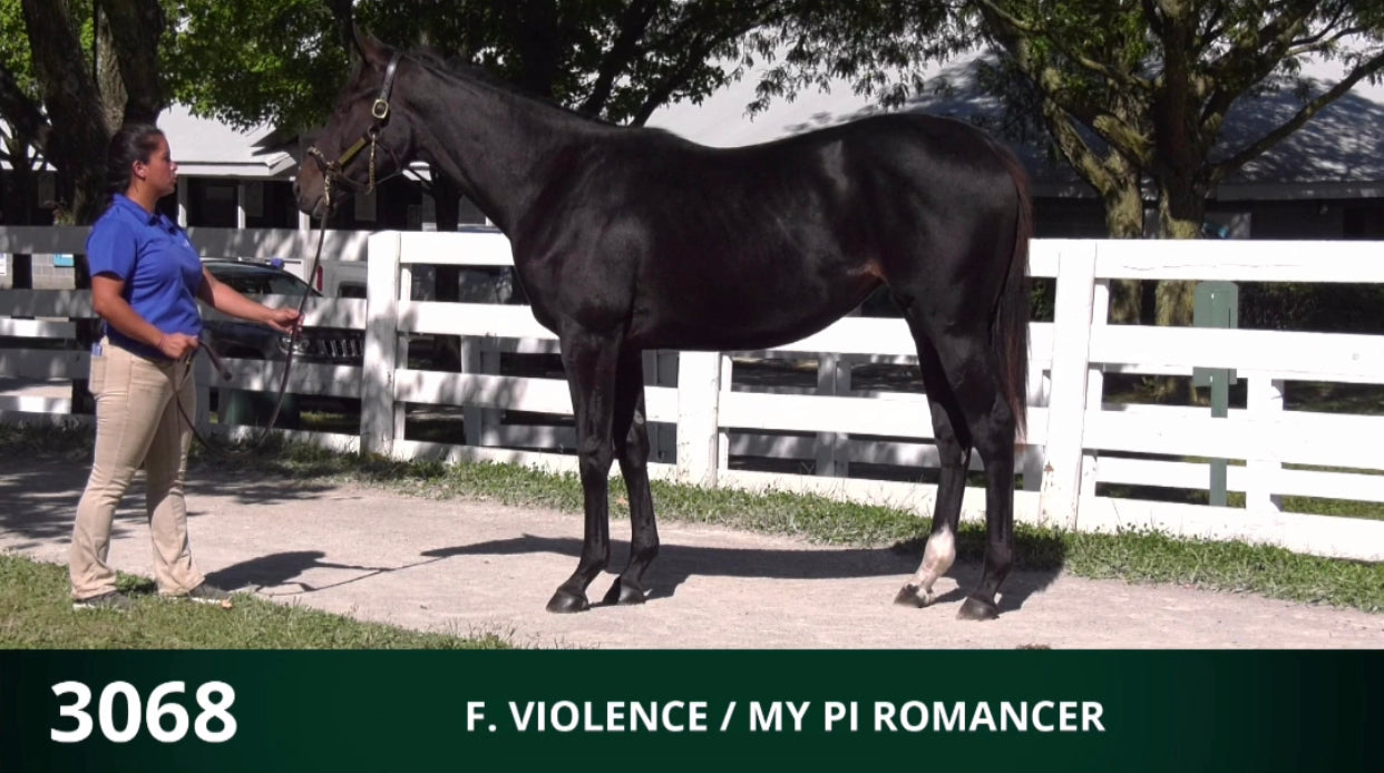 Keeneland September Yearling Sale | Hip 3068 | Filly | Violence x My Pi Romancer | Consigned by Summerfield Sales