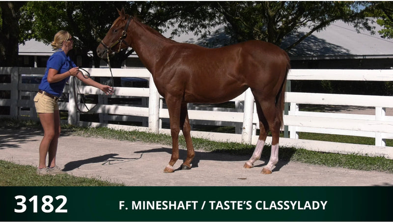 Keeneland September Yearling Sale | Hip 3182 | Filly | Mineshaft x Taste's Classylady | Consigned by Summerfield Sales