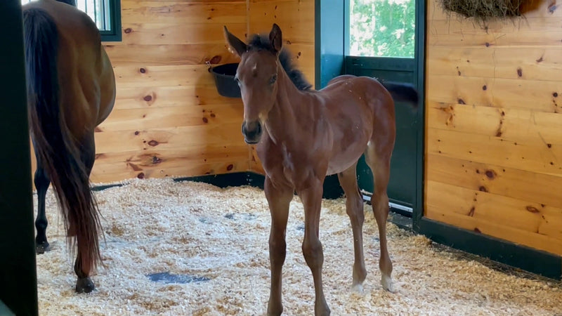 Inside Look At Breakfast & Breeding Farm Tour