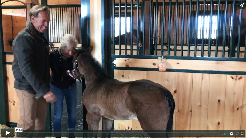 The excitement of meeting a new foal