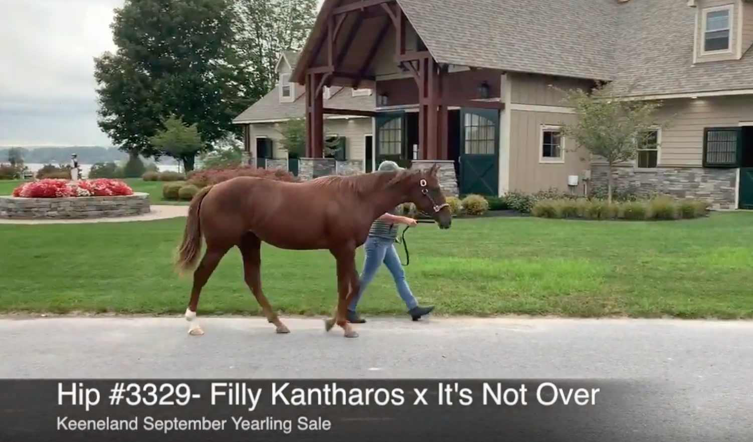 Keeneland September Yearling Sale | Hip 3329 | Filly | Kantharos x It’s Not Over | Consigned by Summerfield Sales