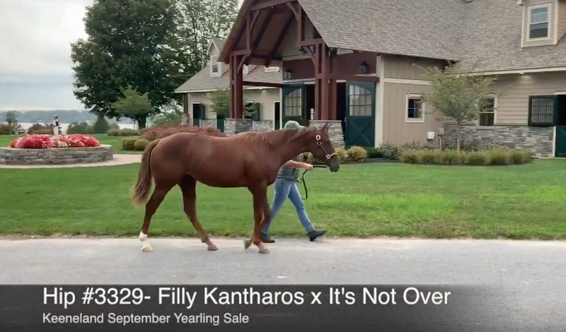 Keeneland September Yearling Sale | Hip 3329 | Filly | Kantharos x It’s Not Over | Consigned by Summerfield Sales