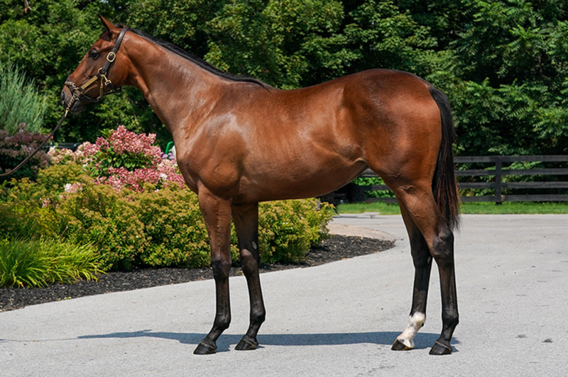 Fasig-Tipton NY Bred Yearlings | Hip 372 | Filly | Good Magic x Comme Chez Soi | Consigned by Summerfield Sales