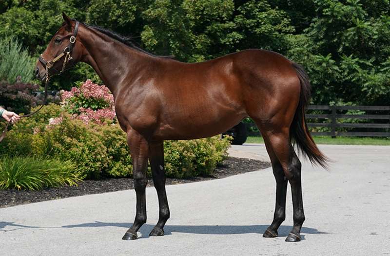 Fasig-Tipton NY Bred Yearlings | Hip 537 | Filly | Maclean's Music x Roman Ceres | Consigned by Summerfield Sales