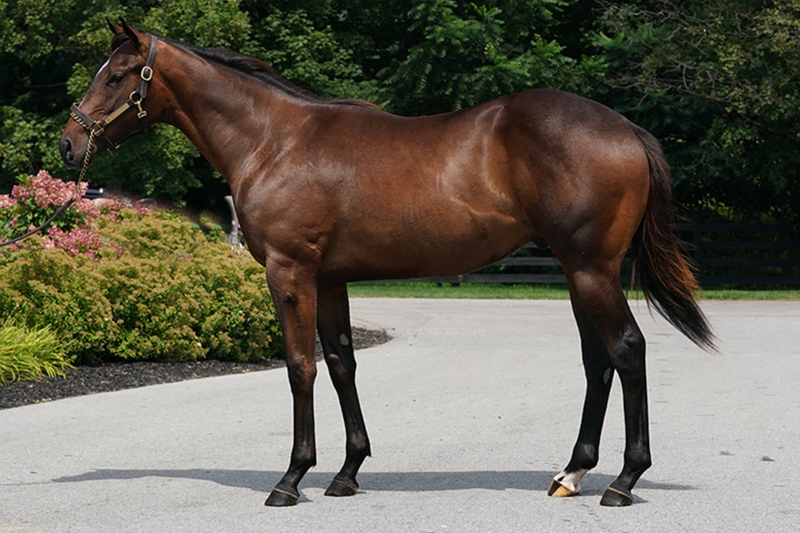 Fasig-Tipton NY Bred Yearlings | Hip 600 | Colt | Ghostzapper x To The Moon Alice | Consigned by Summerfield Sales