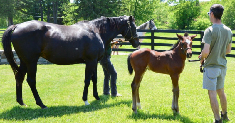 NYRA Introduces Saratoga Breakfast and Breeding Farm Tour for 2022 Season