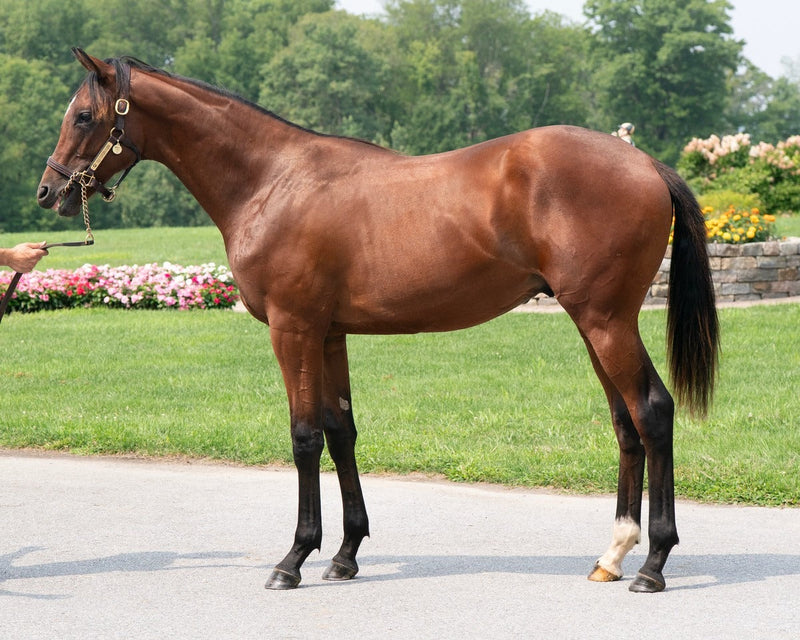 Charlatan X Memento d'Oro