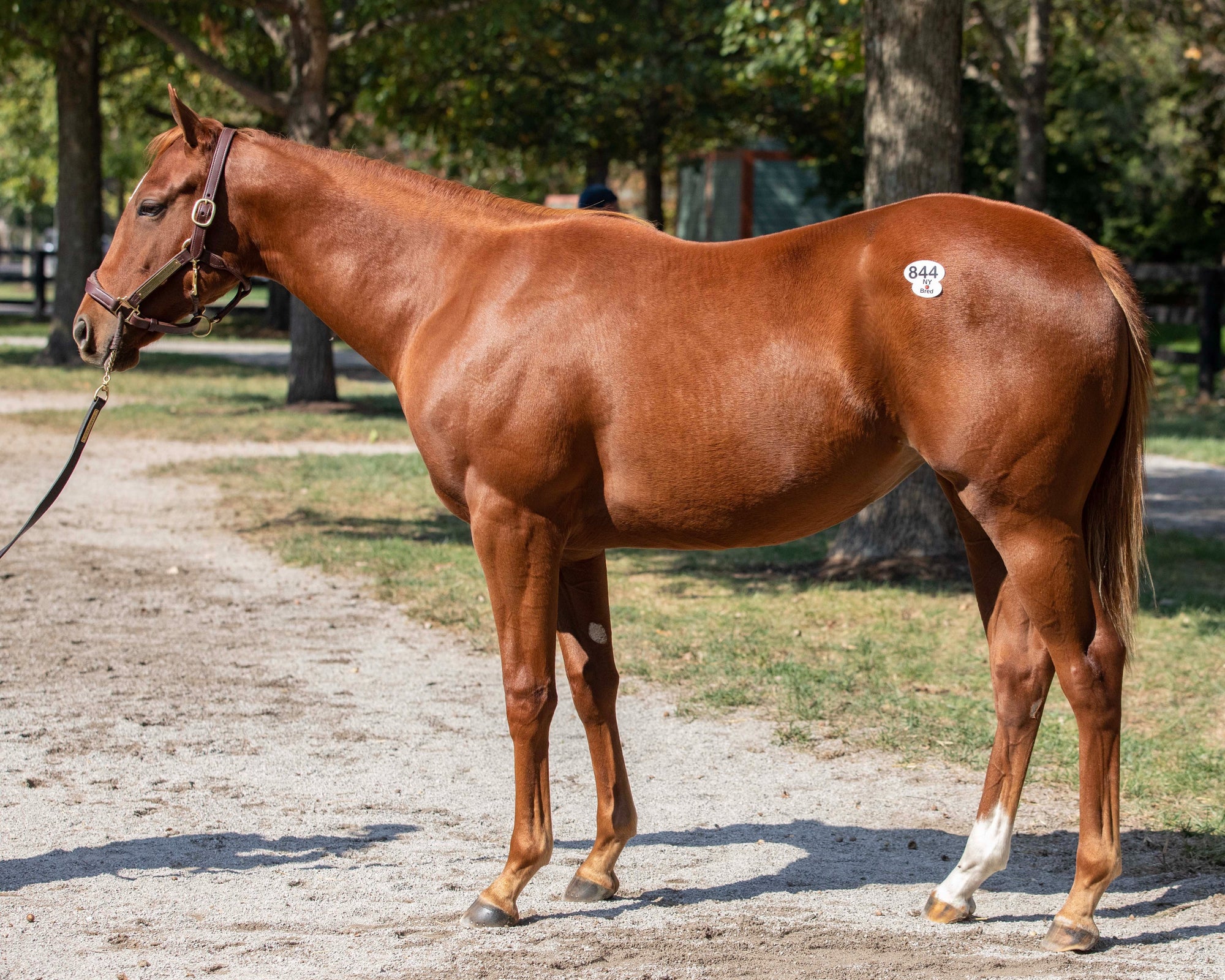 Charlatan X Uplifted