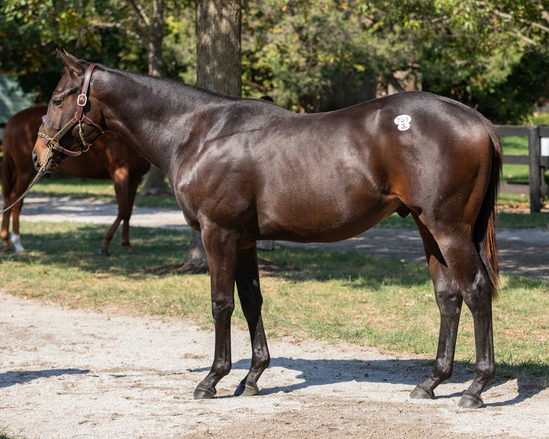 Early Voting X Taste's Classy Lady