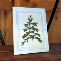 Old Tavern Flower Farm Pressed Floral Art Frame